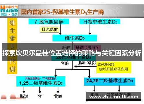 探索坎贝尔最佳位置选择的策略与关键因素分析